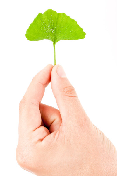 Билоба, Гинкго