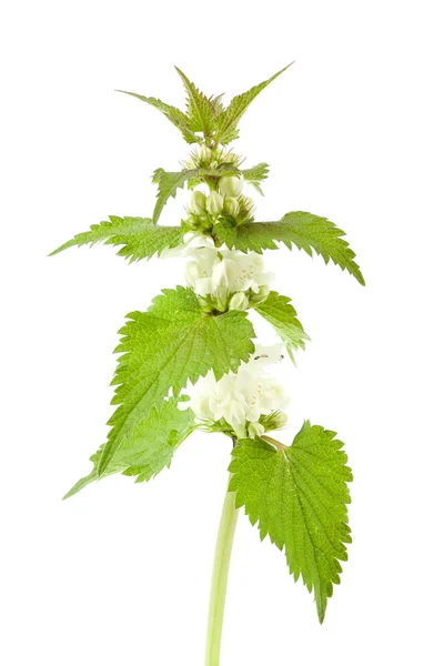 White dead-nettle (Lamium album) — Stock Photo, Image