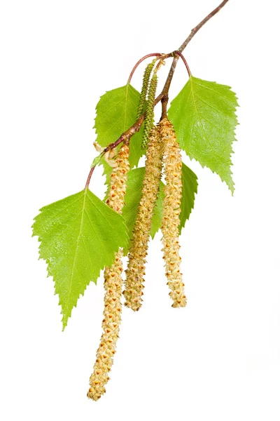 Brotes de abedul de primavera —  Fotos de Stock