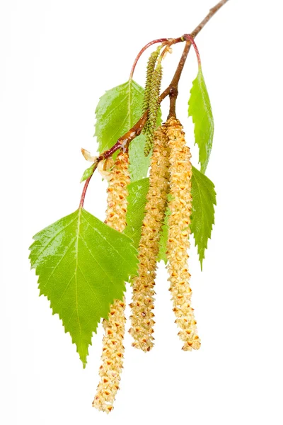 Brotes de abedul de primavera — Foto de Stock