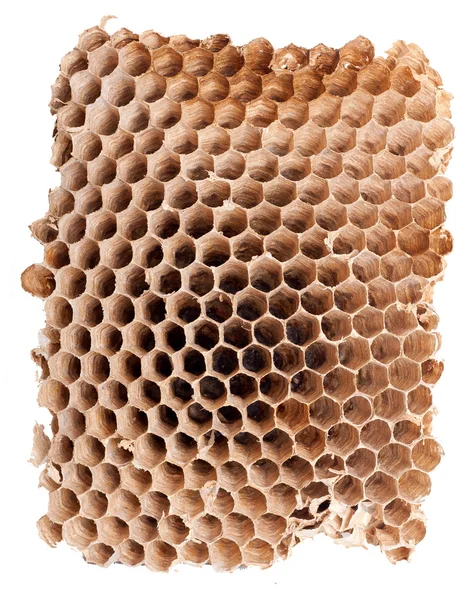空のスズメバチ巣の詳細 — ストック写真