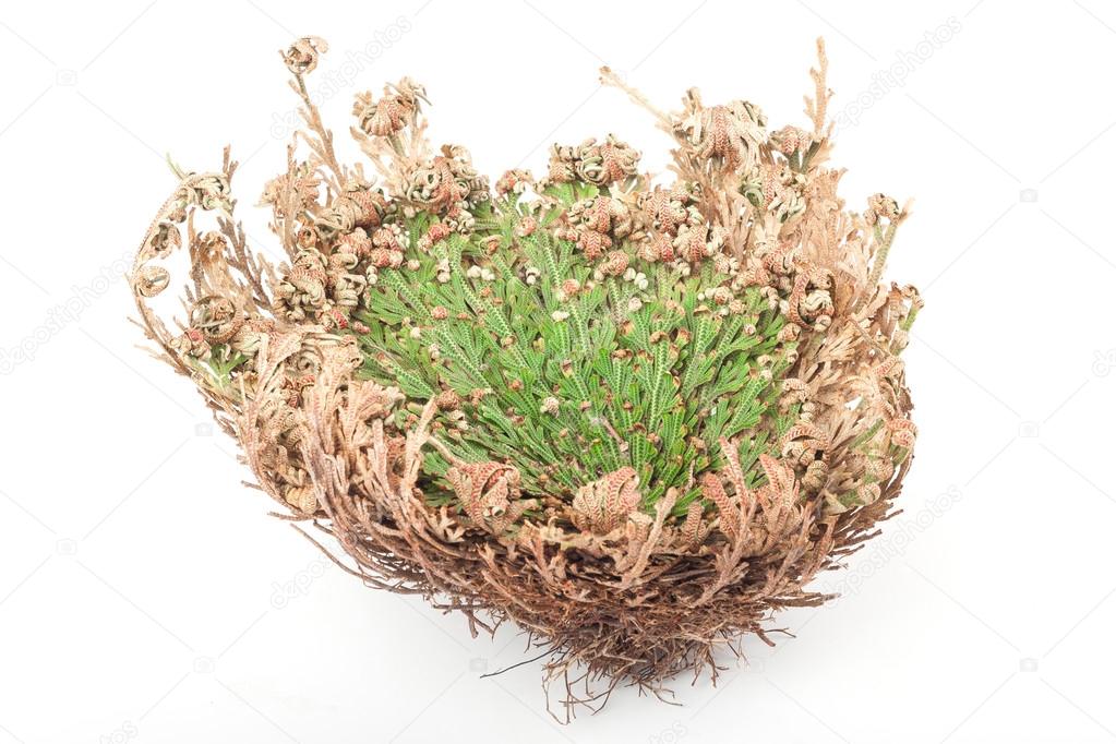 Rose of Jericho Stock Photo by ©salinger 21298619