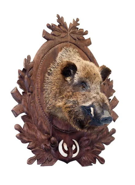 Stuffed wild boar head — Stock Photo, Image