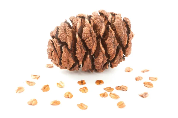 Sequoia cone — Stock Photo, Image