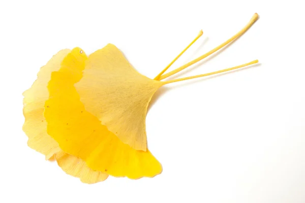 Feuille de ginkgo biloba — Photo