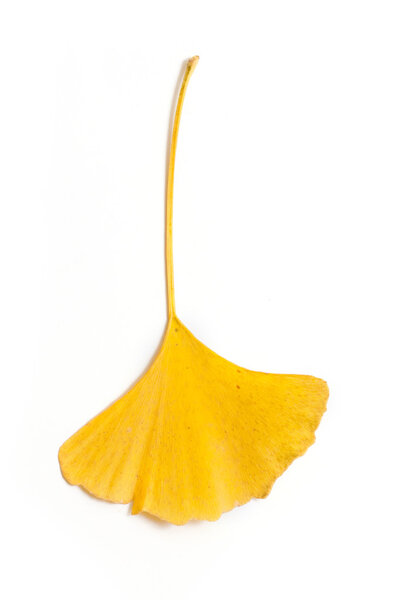 Лист гинкго билоба