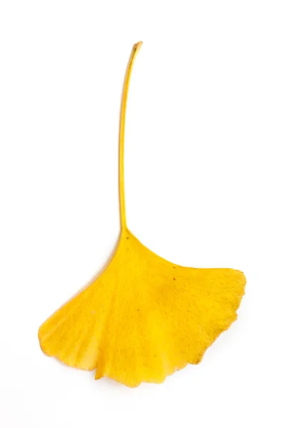 Лист гинкго билоба — стоковое фото