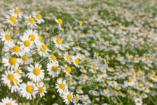 Chamomile flowers — Stock Photo, Image