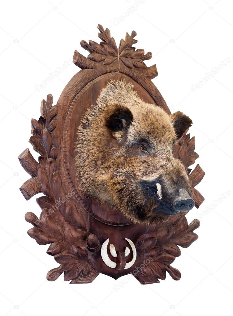Stuffed wild boar head