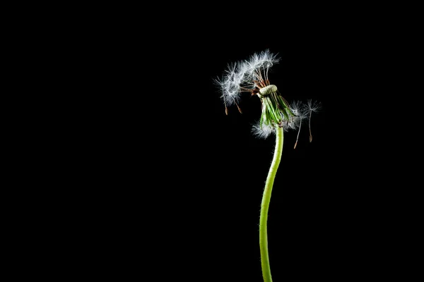 Dandelion isolated on black background — Stock Photo, Image