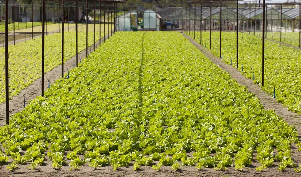 Filas de lechuga —  Fotos de Stock