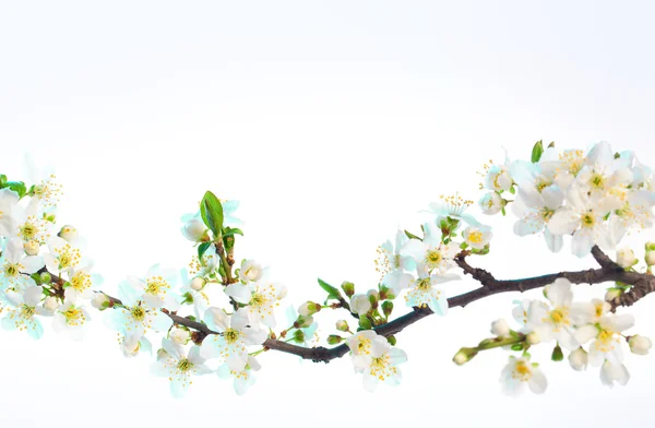Jarní květy izolovaných na bílém pozadí namodralý Stock Snímky