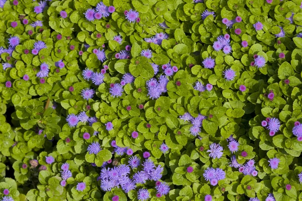 Fleurs violettes sur fond de feuilles vertes — Photo