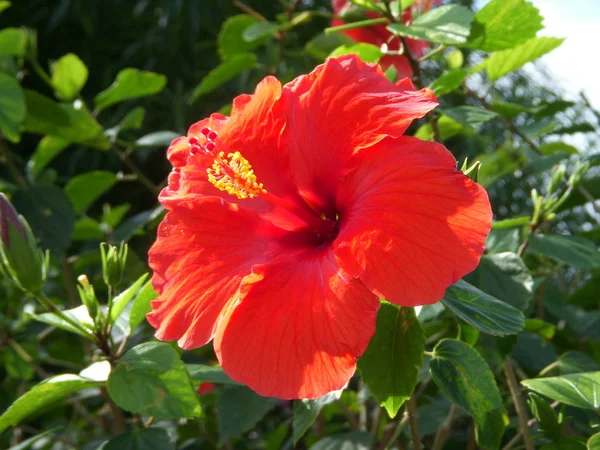 Flor de hibisco hawaiano —  Fotos de Stock