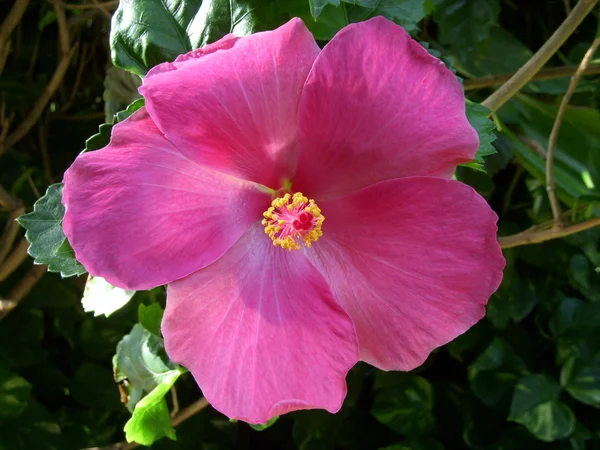 Fiore di ibisco hawaiano — Foto Stock