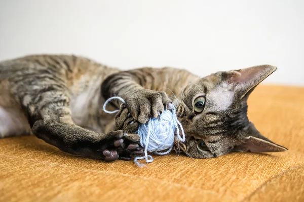 Kitten — Stock Photo, Image