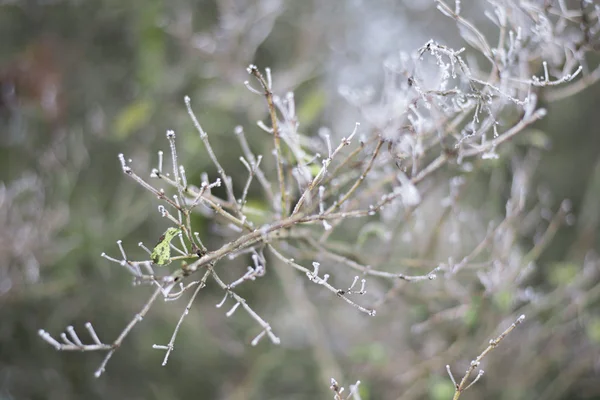 Kış ağacı Stok Fotoğraf