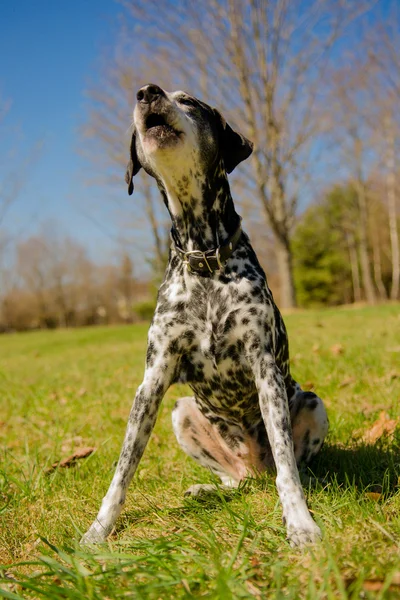 Dalmatian dog — Stock Photo, Image