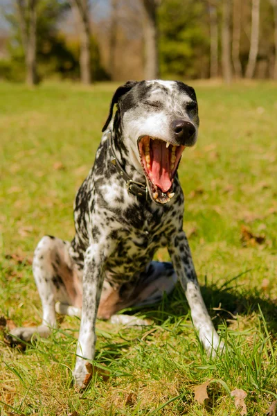 Dalmatian dog — Stock Photo, Image