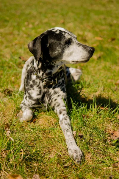 Dalmatian dog — Stock Photo, Image