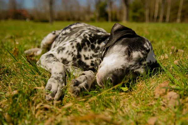 Perro dálmata — Foto de Stock