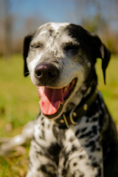 Dalmatian dog — Stock Photo, Image