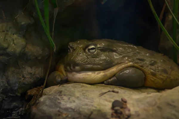 Zoo výstřely — Stock fotografie