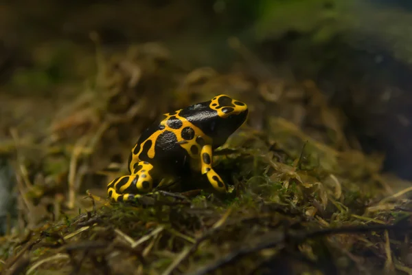 Zoo výstřely — Stock fotografie