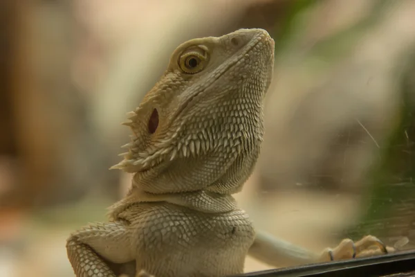 Zoo shots — Stock Photo, Image