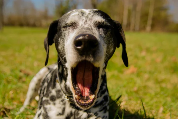 Cão dálmata — Fotografia de Stock