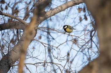 Sarı kuyruksallayan motacilla flava
