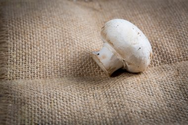 Yeni hayat konseptinde yeşil tohumlar