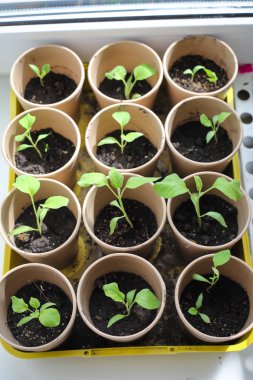 Bir serada saksıların içinde büyüyen bir grup bebek bitkisi..