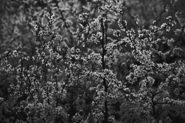 Beyaz Orkide çiçek içinde siyah ve beyaz noktalı resim fotoğraf illüstrasyon — Stok fotoğraf