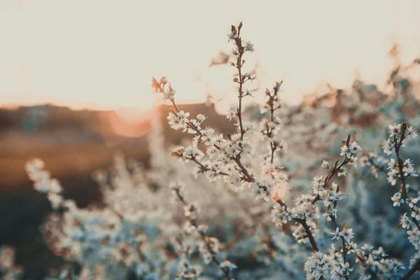 Las flores del cerezo — Foto de Stock