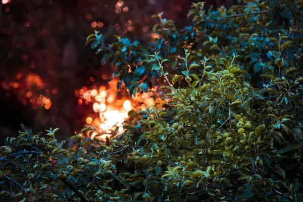 Rijp appels in boom op zonsondergang — Stockfoto