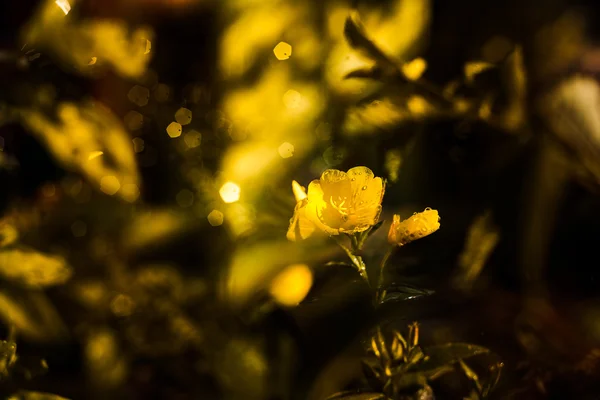 Weichzeichnende Nahaufnahme von gelben Blumen — Stockfoto