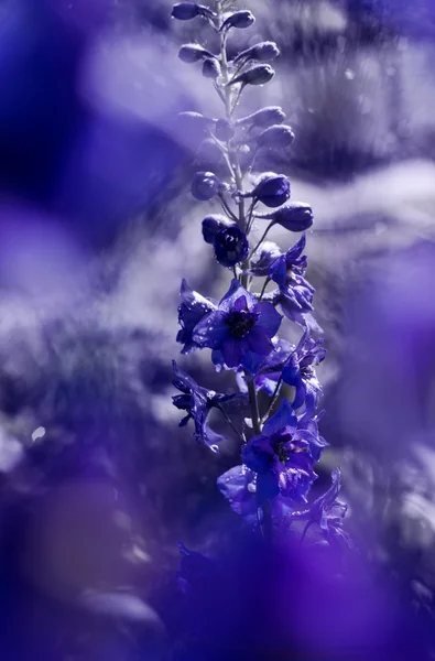 Bellissimi fiori primaverili — Foto Stock