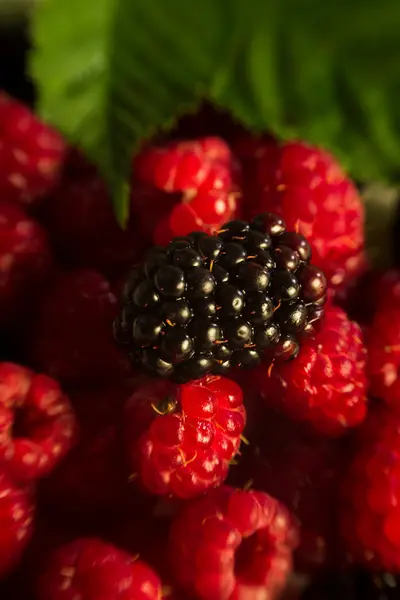 Raspberry on blackberries, macro — Stock Photo, Image