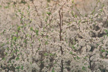 Pembe bahar çiçekleri