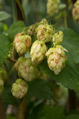 Yeşil şerbetçiotu