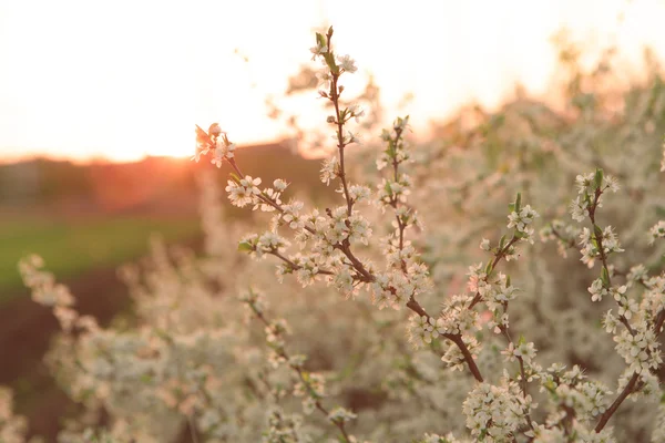 Pembe bahar çiçekleri — Stok fotoğraf