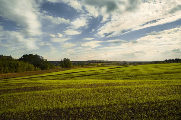 Grönt fält och blå himmel — Stockfoto