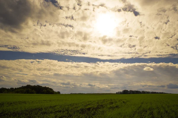 Grönt fält och blå himmel — Stockfoto