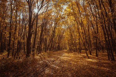 Sonbahar ormanında günbatımı