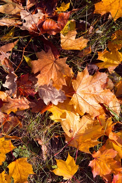 Fundo colorido e brilhante feito de folhas de outono caídas — Fotografia de Stock