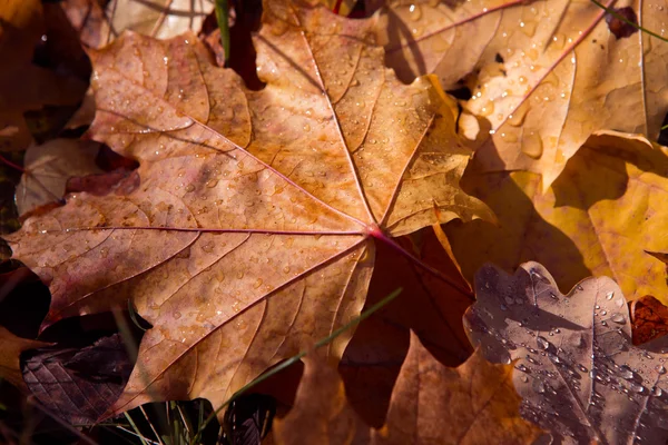 Fundo colorido e brilhante feito de folhas de outono caídas — Fotografia de Stock
