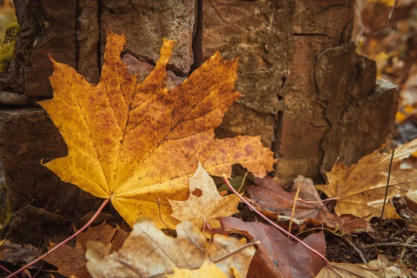 Fondo colorido y brillante hecho de hojas de otoño caídas — Foto de Stock