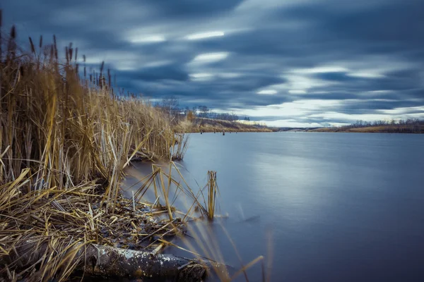 Riet bij de oever van het meer, selectieve aandacht — Stockfoto