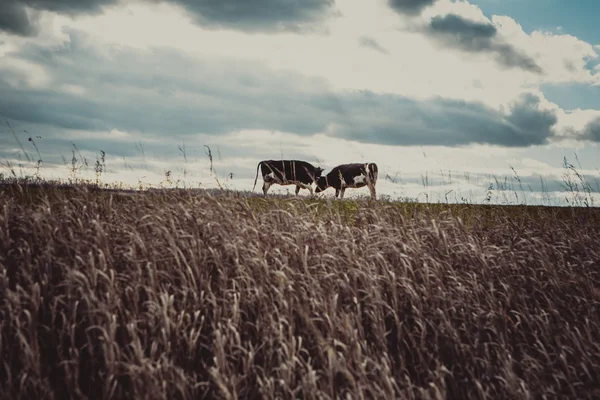 Vacas no prado no outono — Fotografia de Stock